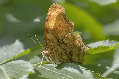 polygonia-comma-polygone-virgule