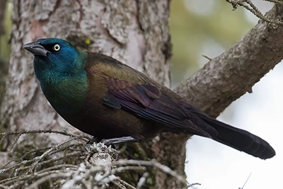 quiscale-bronze-common-grackle