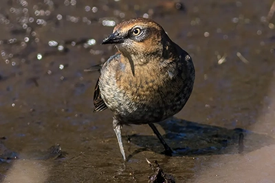 quiscale-rouilleux-rusty-blackbird