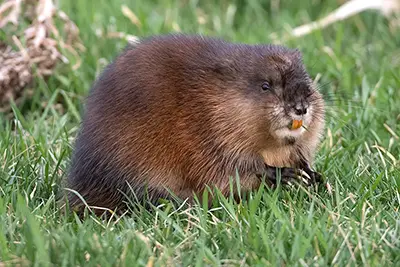 rat-musque-muskrat