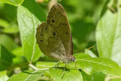 satyrodes-eurydice-satyre-ocelle