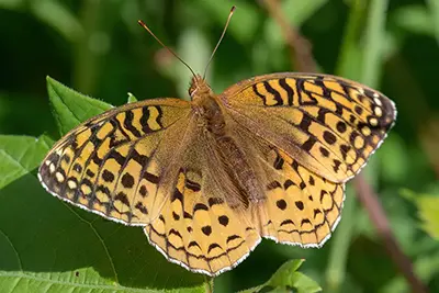 speyeria-aphrodite-argynne-aphrodite