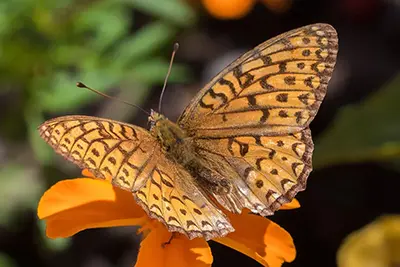 speyeria-atlantis-argynne-de-l-atlantique
