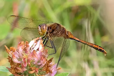 sympetrum-costiferum-sympetrum-rubigineux