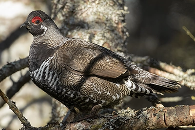 tetras-du-canada-spruce-grouse