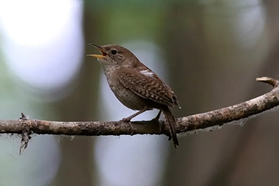 troglodyte-familier-house-wren