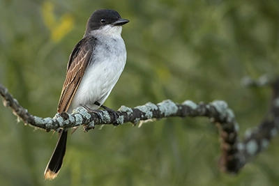 tyran-tritri-Eastern-kingbird