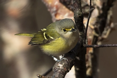 vireo-aux-yeux-blancs-white-eyed-vireo