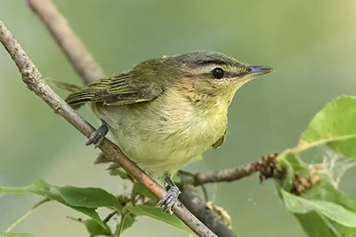 vireo-de-philadelphie-philadelphia-vireo