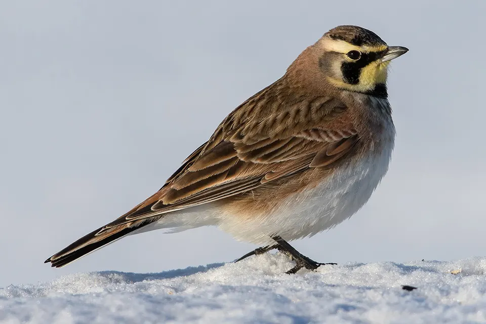 Animaux du Québec | Alouette hausse-col