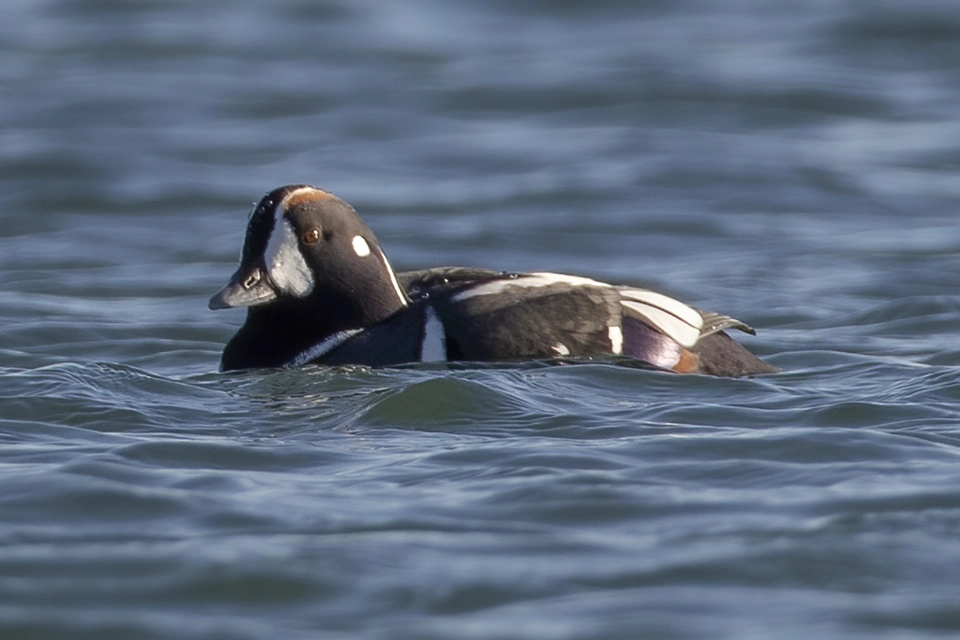 arlequin-plongeur-harlequin-duck