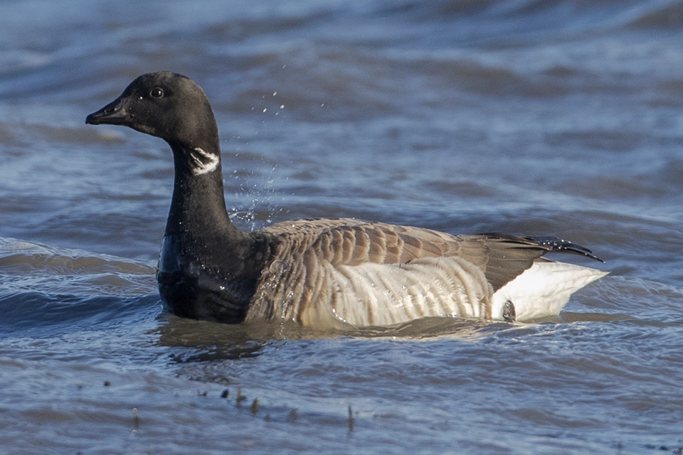 Animaux du Québec | Bernache cravant