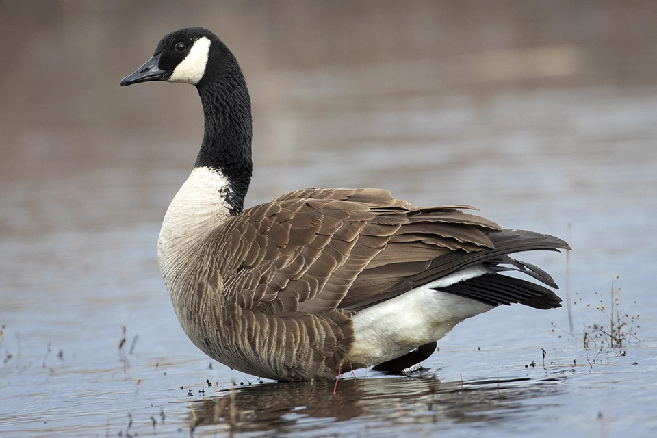 bernache-du-canada-goose