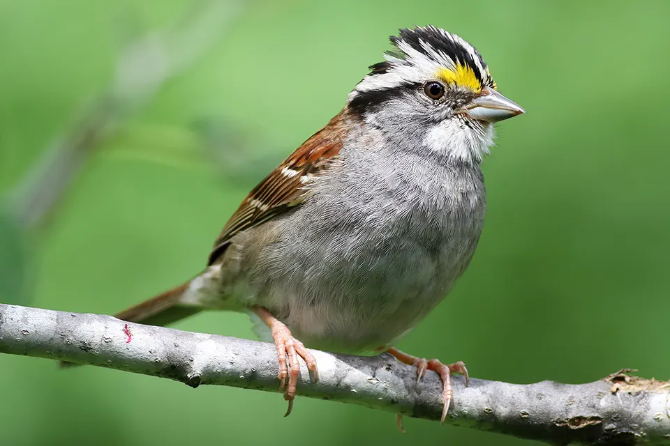 Animaux du Québec | Bruant à gorge blanche