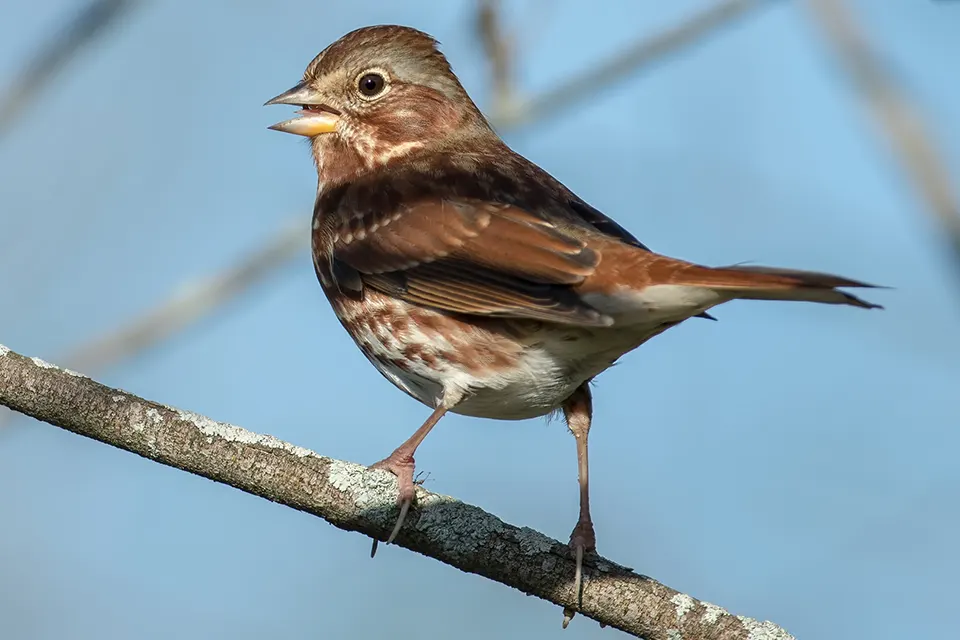 bruant-fauve-fox-sparrow