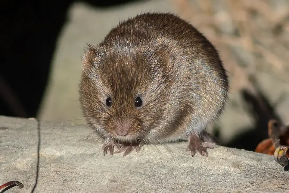 campagnol-des-champs-meadow-vole