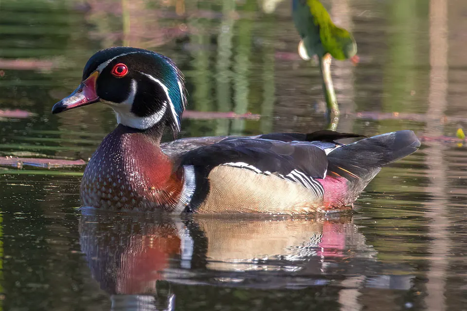 canard-branchu-wood-duck