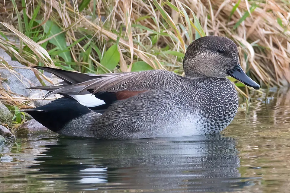 canard-chipeau-gadwall