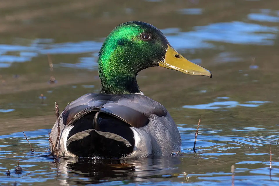 Animaux du Québec | Canard colvert