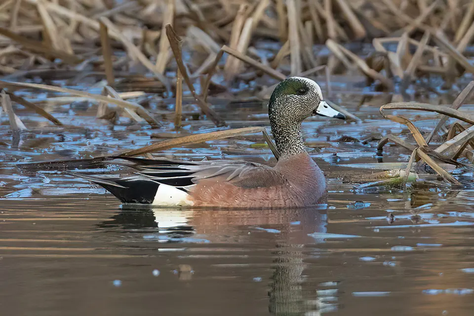 canard-d-amerique-American-wigeon