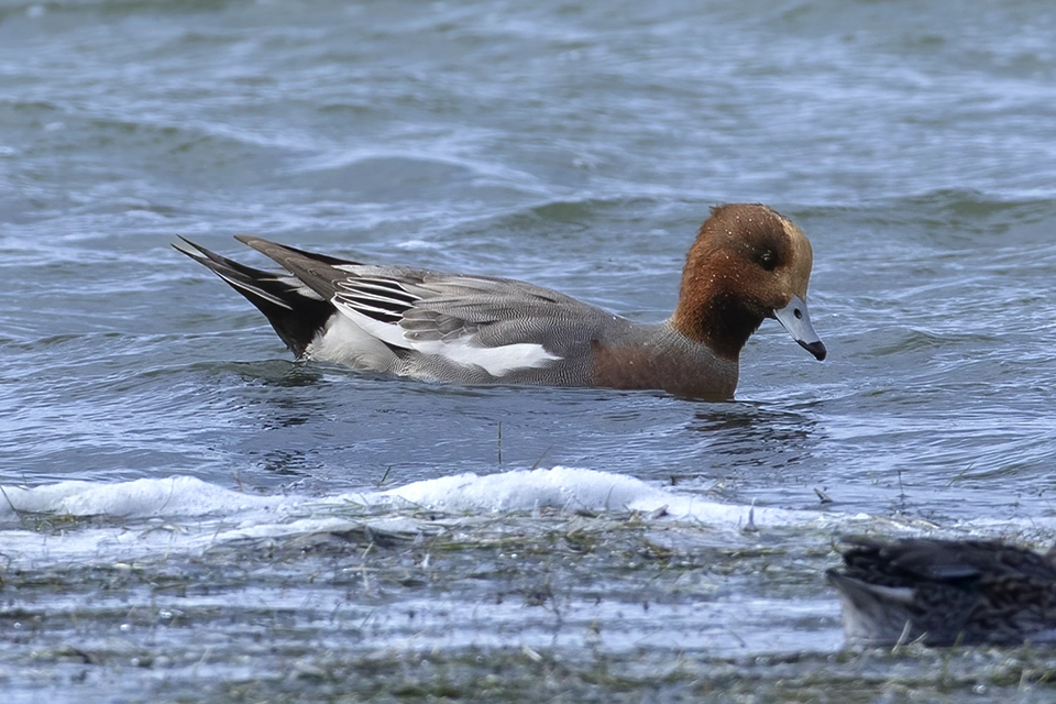 canard-siffleur-eurasian-wigeon