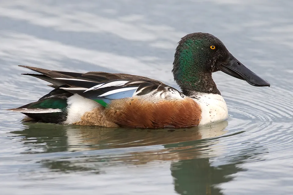 canard-souchet-Northern-shoveler