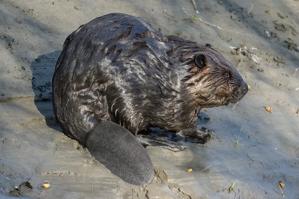 castor-du-canada-American-beaver