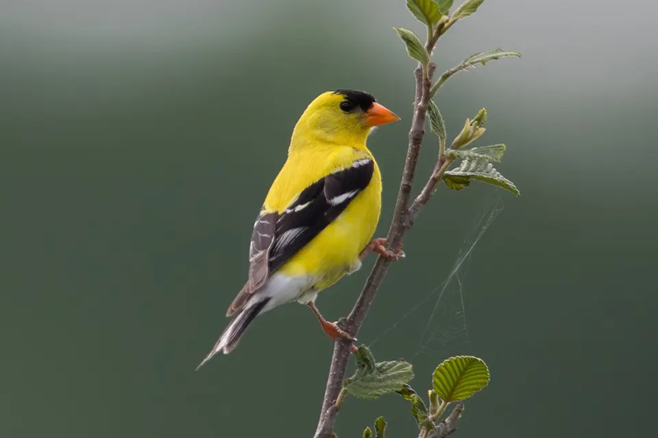 chardonneret-jaune-American-goldfinch
