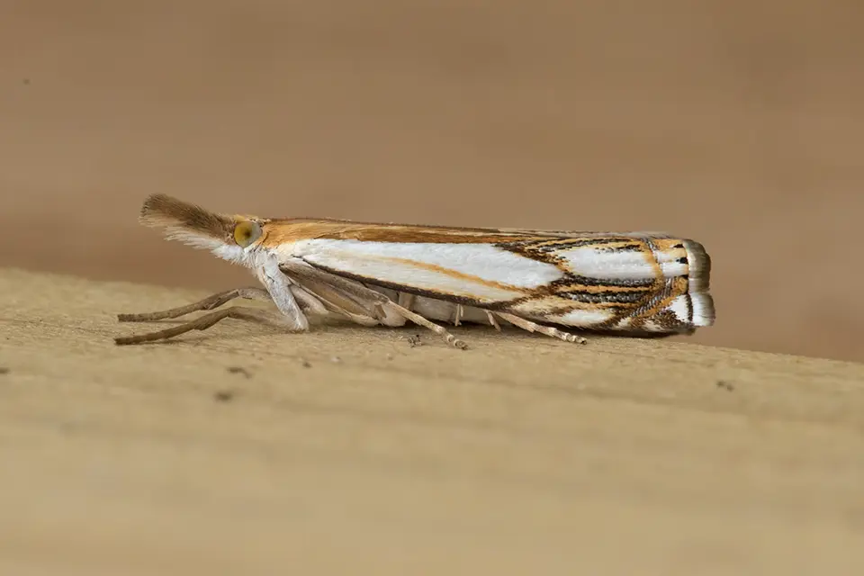 Animaux du Québec | Crambus agitatellus