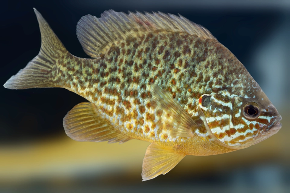 crapet-soleil-pumpkinseed