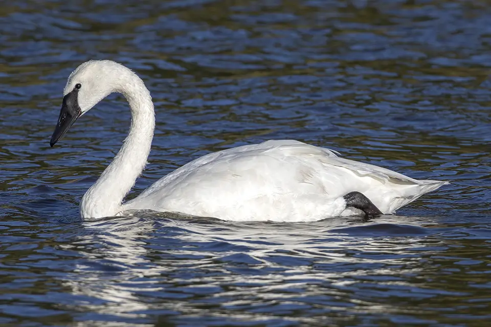 cygne-trompette-trumpeter-swan