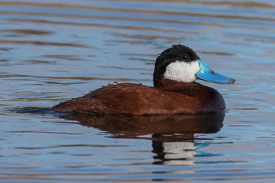 erismature-rousse-ruddy-duck