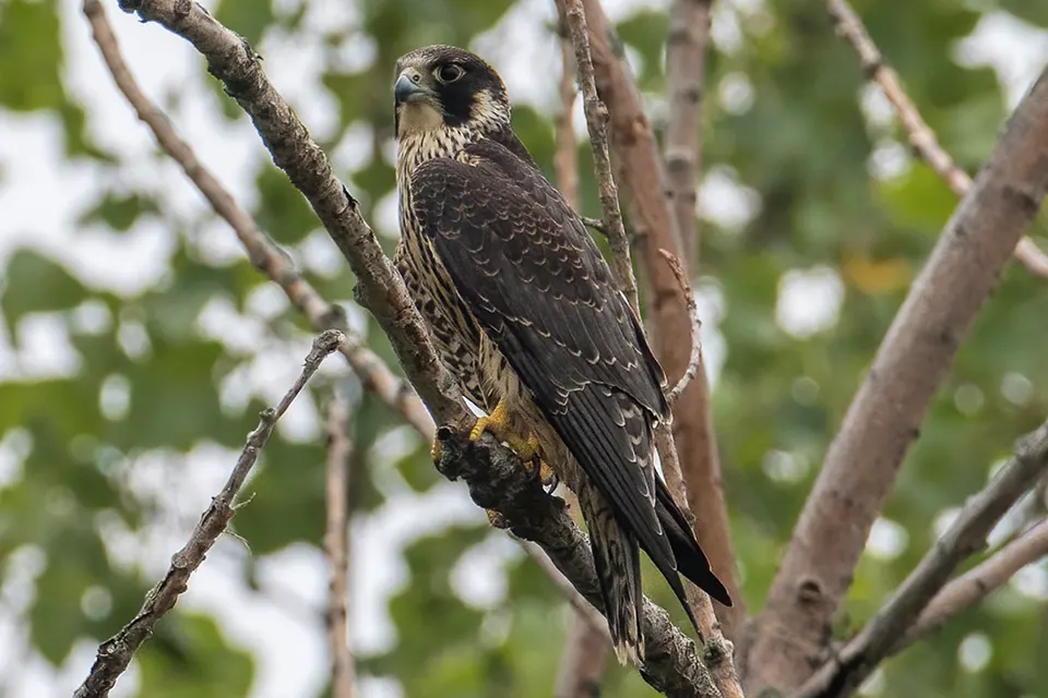 Animaux du Québec | Faucon pélerin