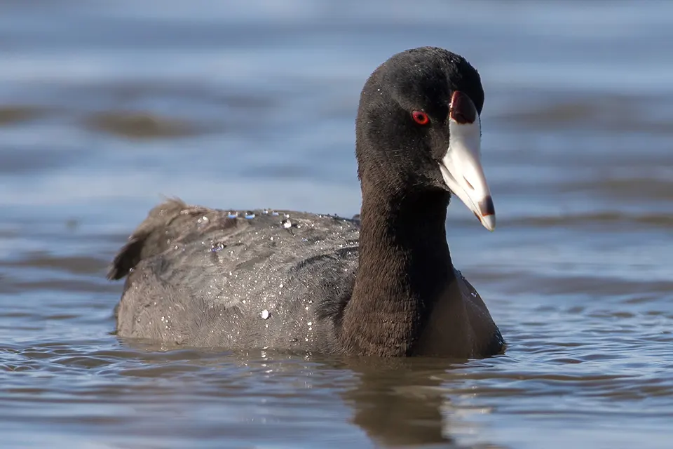 foulque-d-amerique-american-coot