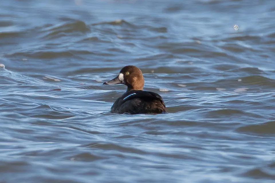 fuligule-milouinan-greater-scaup