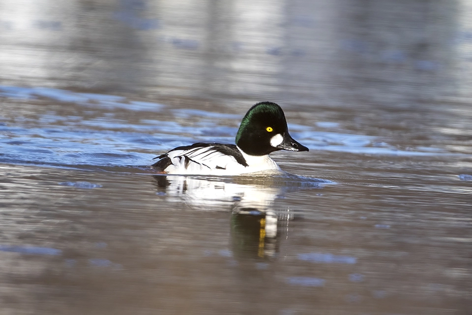 garrot-a-oeil-d-or-common-goldeneye