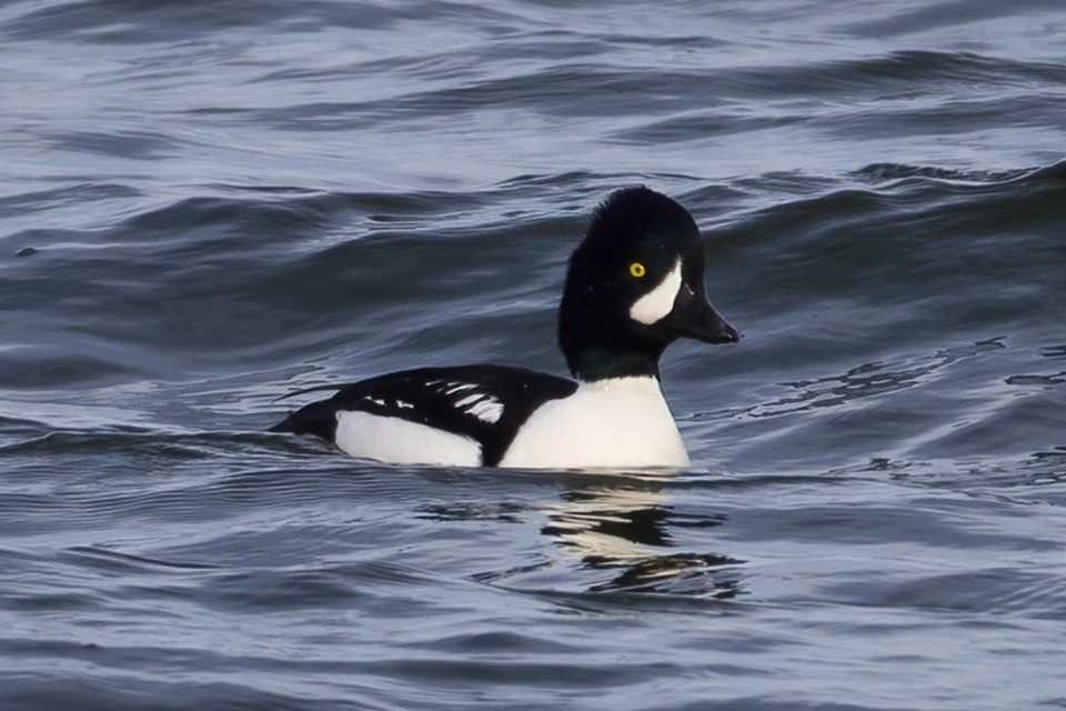 garrot-d-islande-barrow-s-goldeneye