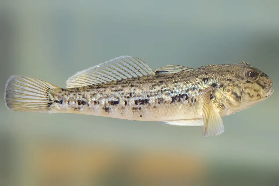 Animaux du Québec | Gobie à taches noires