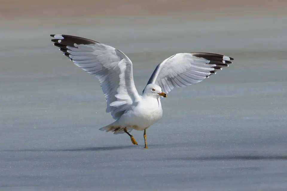 goeland-a-bec-cercle-ring-billed-gull