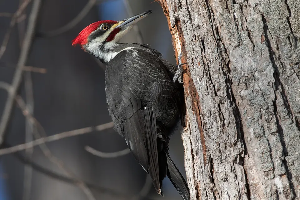 grand-pic-pileated-woodpecker
