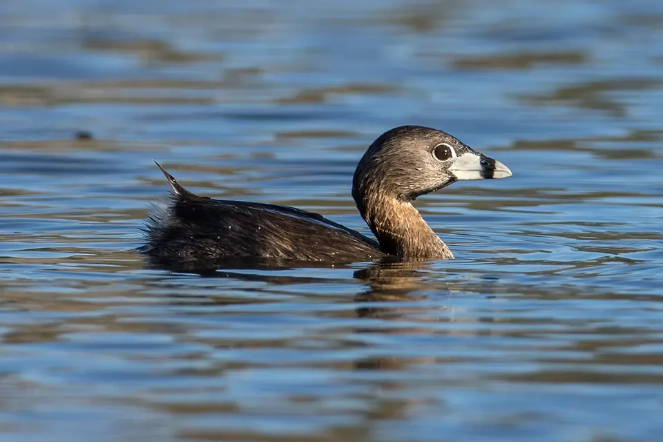 grebe-a-bec-bigarre-pied-billed-grebe