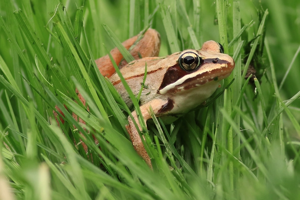 Animaux du Québec | Grenouille des bois