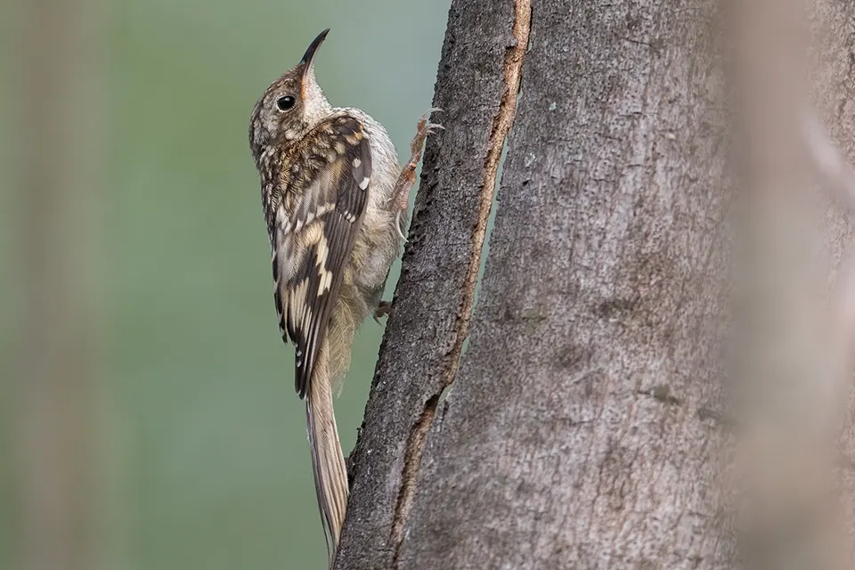 Animaux du Québec | Grimpereau brun