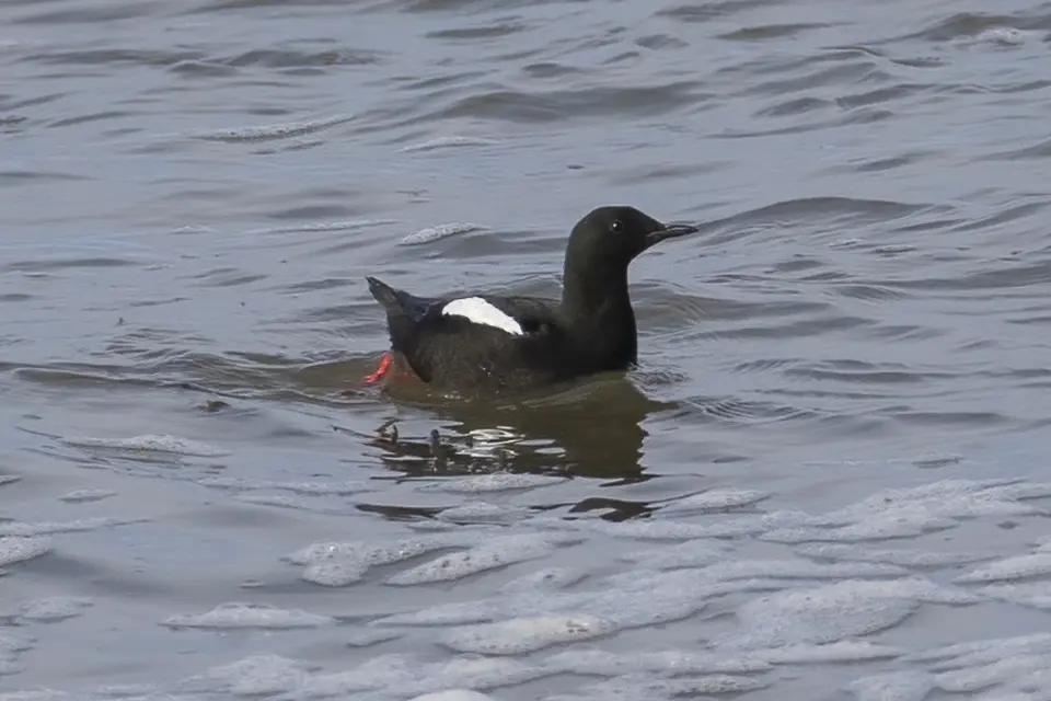 guillemot-a-miroir-black-guillemot