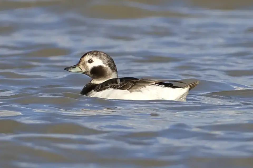 harelde-kakawi-long-tailed-duck