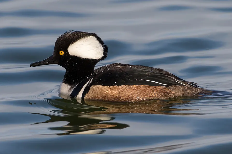 harle-couronne-hooded-merganser