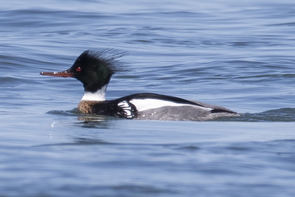 harle-huppe-red-breasted-merganser