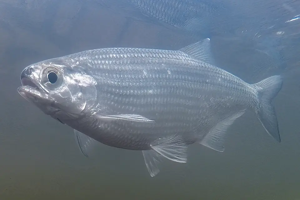 Animaux du Québec | Laquaiche argentée