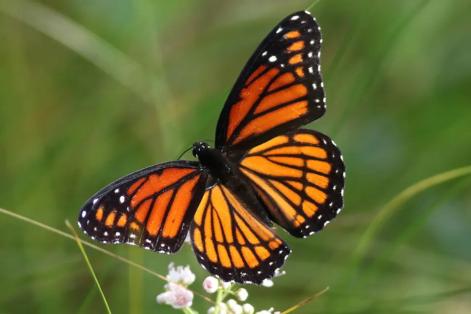 limenitis-archippus-vice-roi