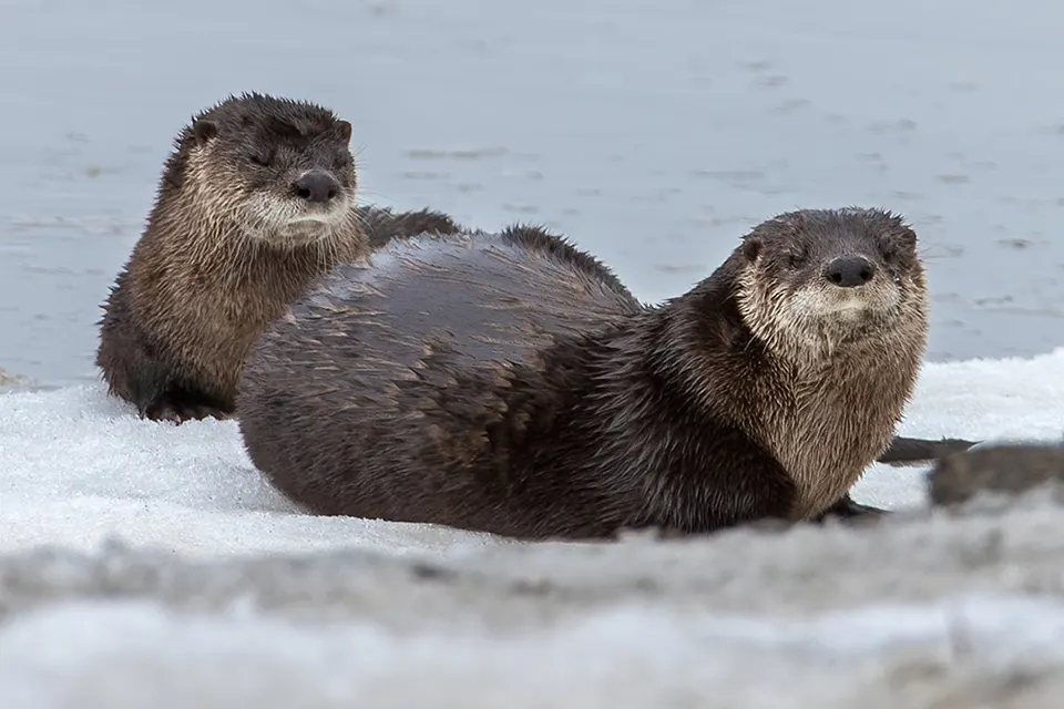 loutre-de-riviere-Northern-river-otter